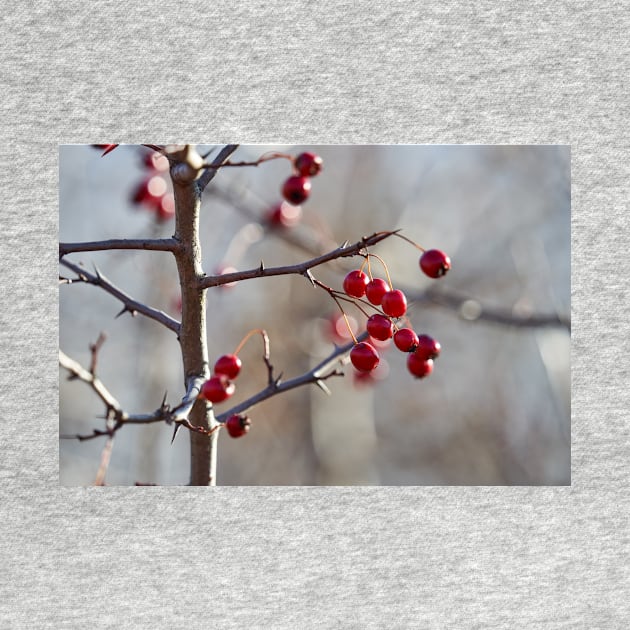 Ripe hawthorn berries by naturalis